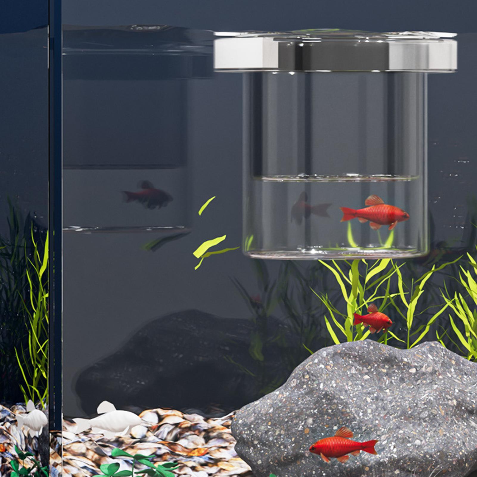 Wytrzymały pojemnik do hodowli – Betta Fish Tank recenzja i cena