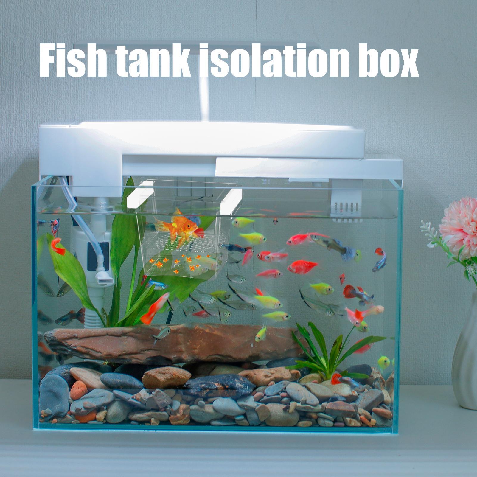 Wytrzymały pojemnik do hodowli – Betta Fish Tank recenzja i cena