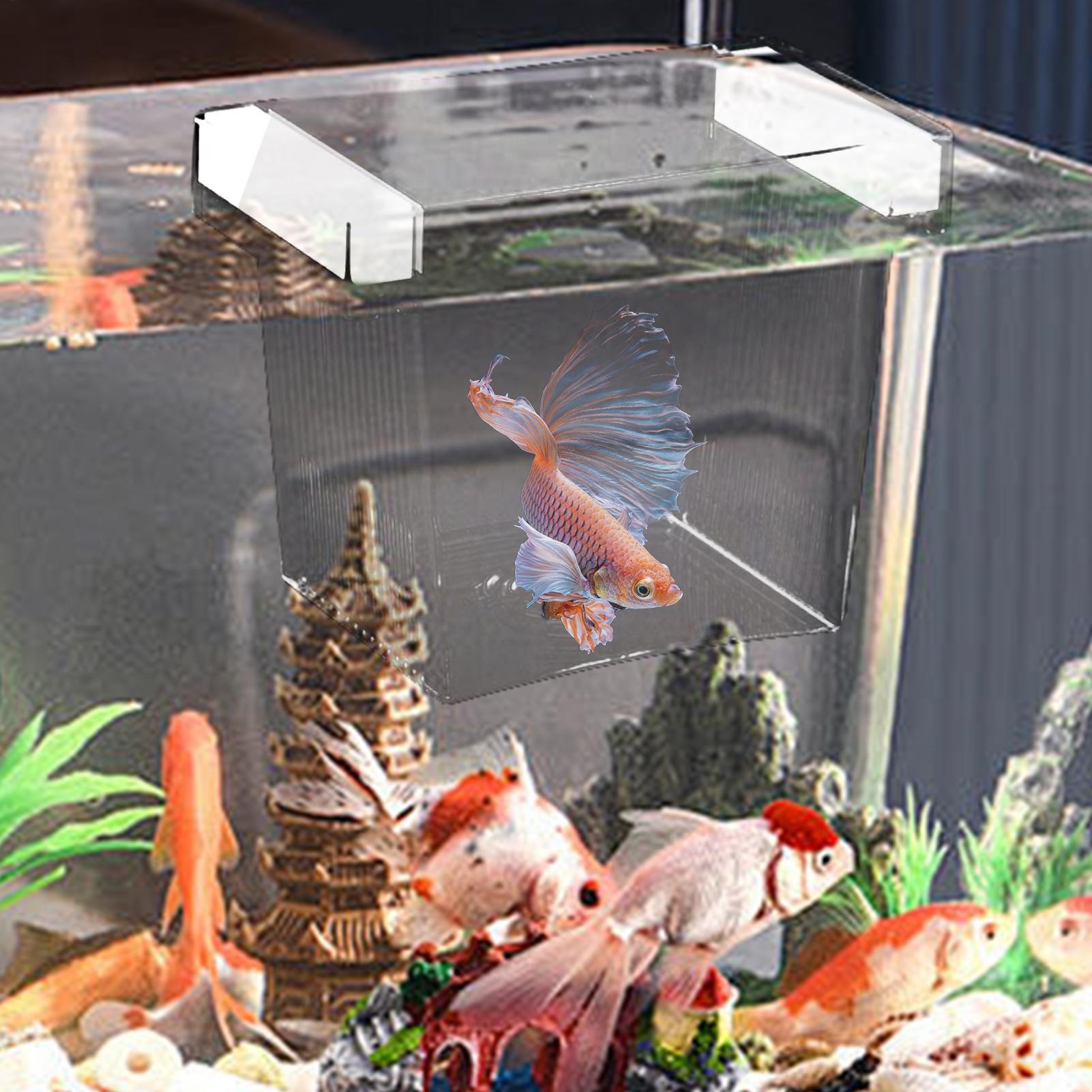 Pływający pojemnik do hodowli  – Betta Fish Tank recenzja i cena
