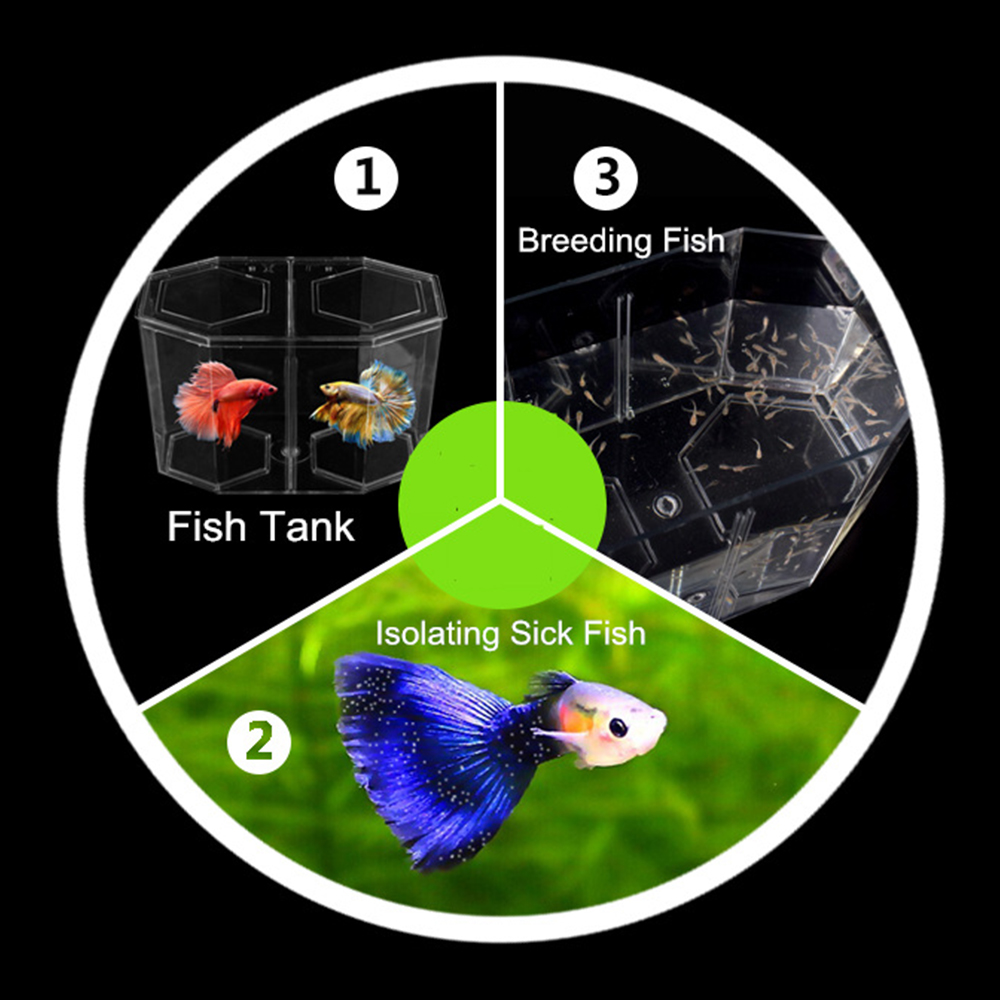 Akrylowe dwupoziomowe akwarium – Betta Fish Tank recenzja i cena